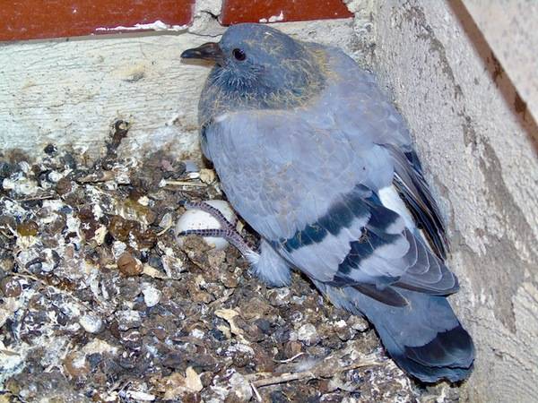 File:Columba livia domestica.667 - La Virgen del Camino (Leon).jpg by Drow male is licensed under CC BY-SA 4.0.